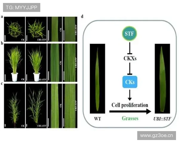 探究企业家睡眠质量对决策效率与创新能力的深层影响机制